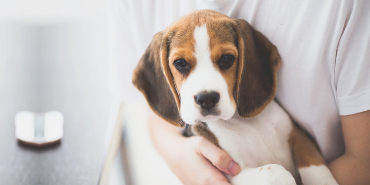 Acestea sunt rasele de caini recomandate pentru copii Acestea sunt rasele de caini recomandate pentru copii