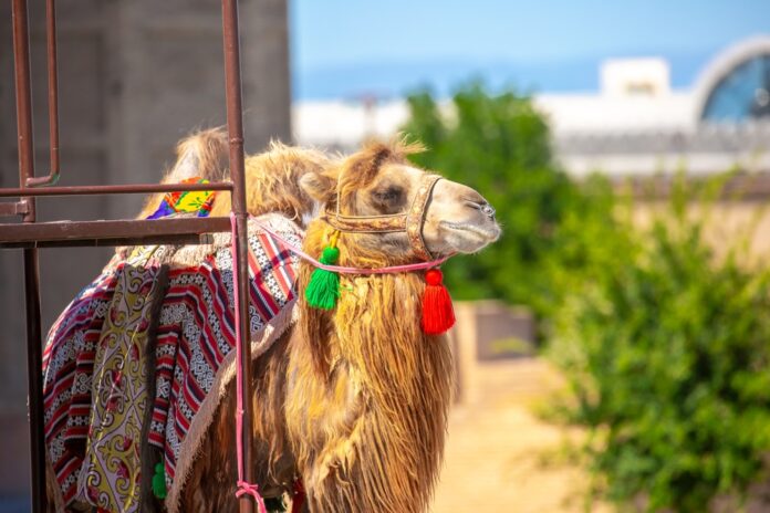 Bactrian,Camels,Against,The,Background,Of,The,Mausoleum,Of,Khoja